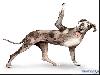 Yoga Dogs for 2010